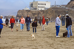 Small Dog walk at Ocean Beach
